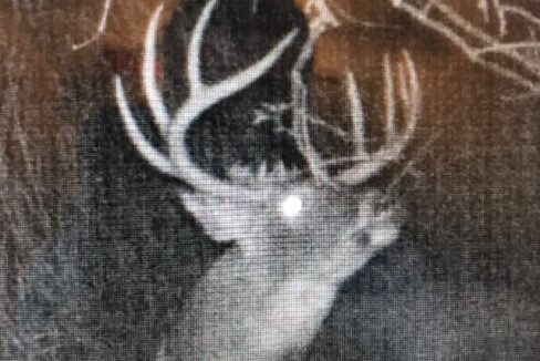 Buck 3