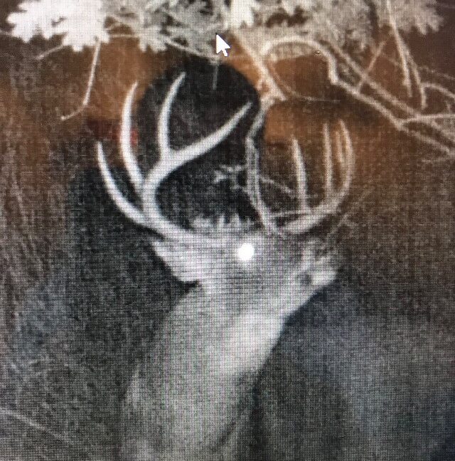 Buck 3