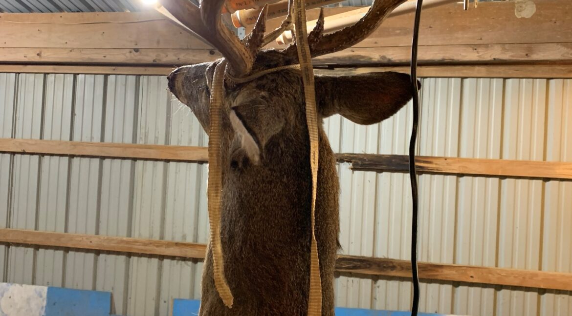 Buck 7