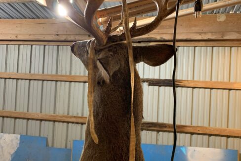 Buck 7